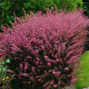 Berberis thunbergii Rose Glow Bareroot | 1ft